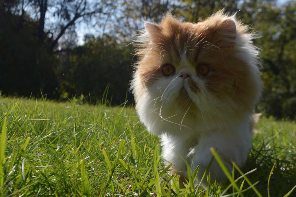 juguetes para gatos persa