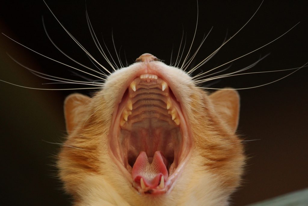 Cómo limpiar los dientes de tu gato