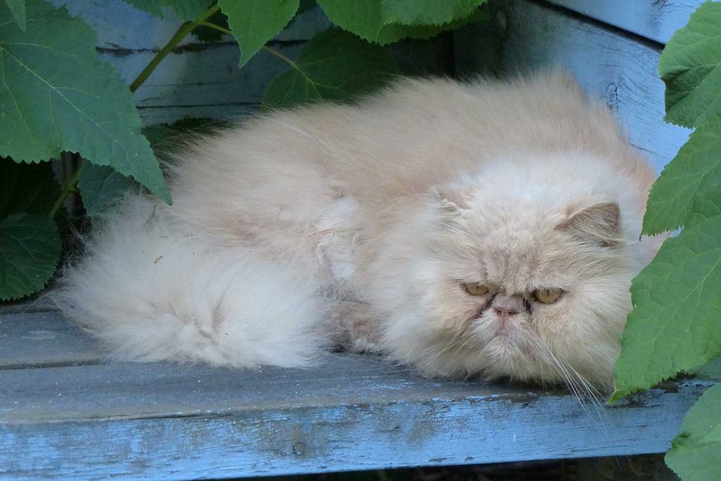 Juguetes de gatos persas para niños