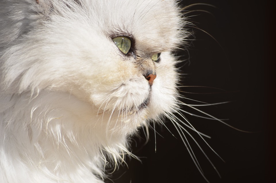 Dieta y nutrición para nuestro gato persa.