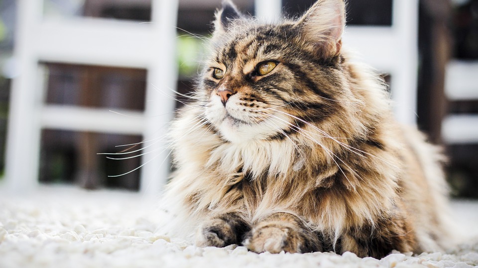 Remedios caseros para tu gato persa.