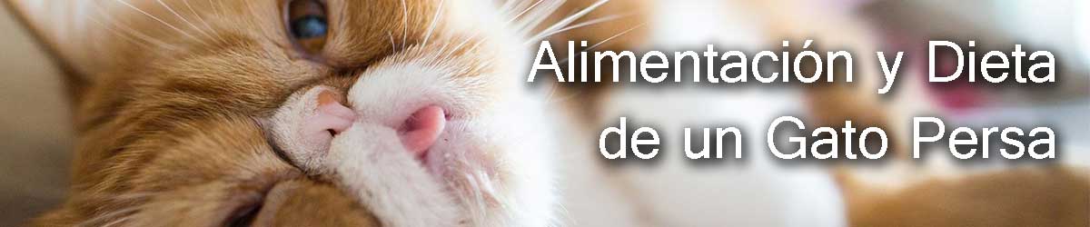 como alimentar a mi gato persa