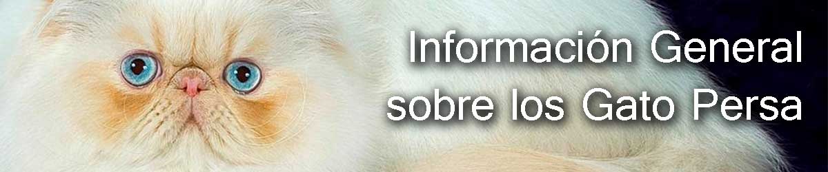 información de los gatos persa